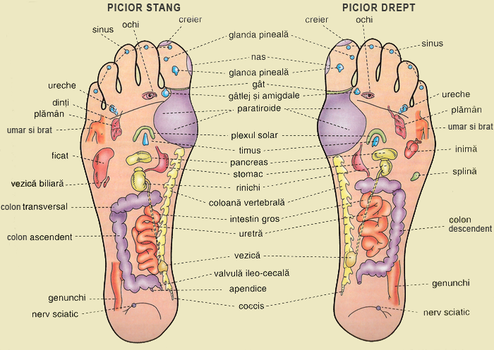 reflexoterapie impotenta)